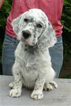 Click for large image