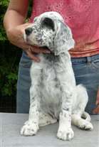 Click for large image