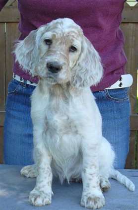 Click for large image