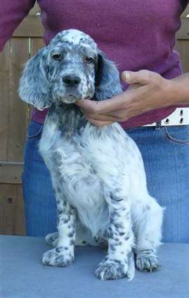 Click for large image