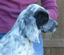 Click for large image