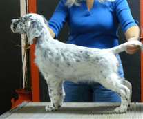 Click for large image