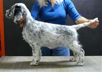 Click for large image