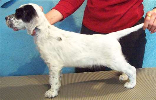 Click for large image