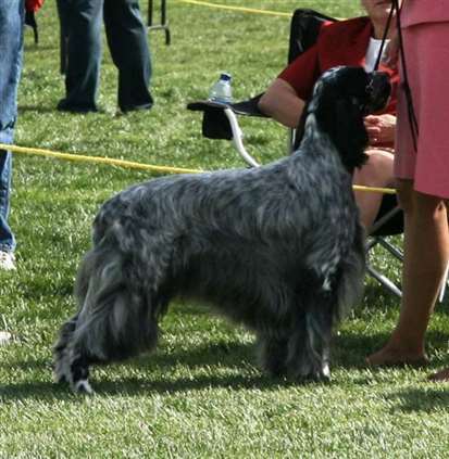 Click for large image