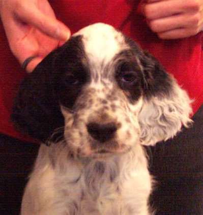 Click for large image