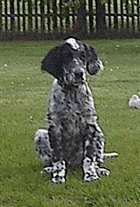 Click for large image