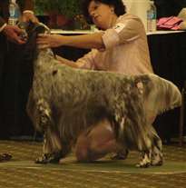 Click for large image