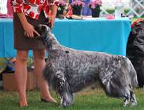 Click for large image