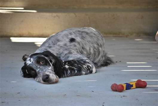 Click for large image