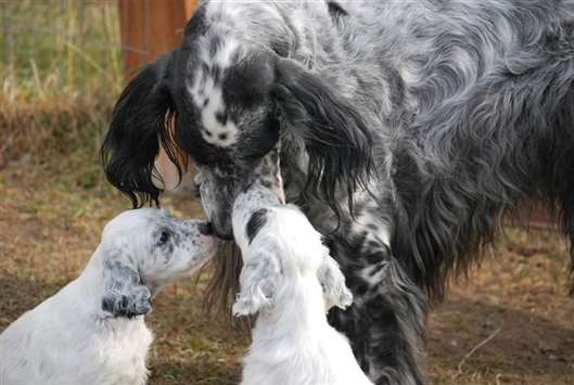 Click for large image