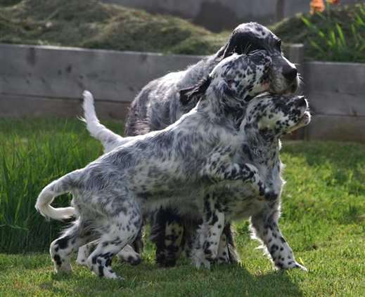 Click for large image