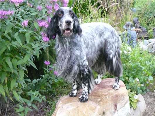 Click for large image