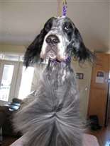 Click for large image