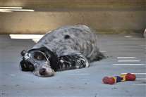 Click for large image