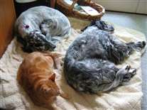 Click for large image