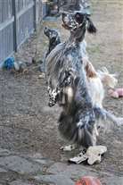 Click for large image