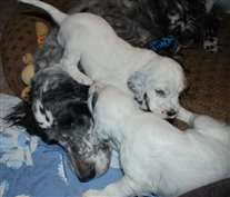 Click for large image