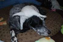 Click for large image