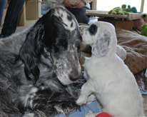 Click for large image