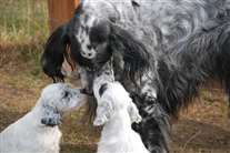 Click for large image