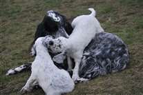 Click for large image