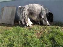 Click for large image