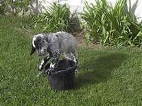 Click for large image