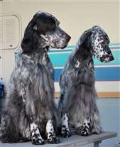 Click for large image