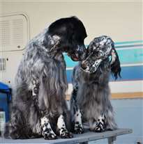 Click for large image