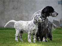 Click for large image