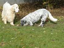 Click for large image