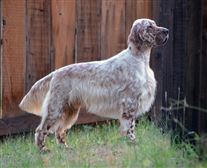 Click for large image