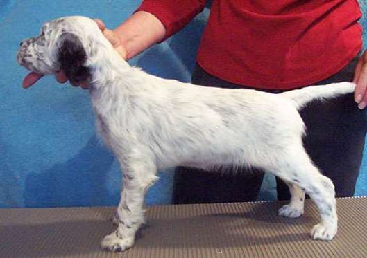 Click for large image