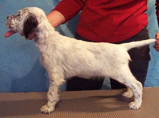 Click for large image