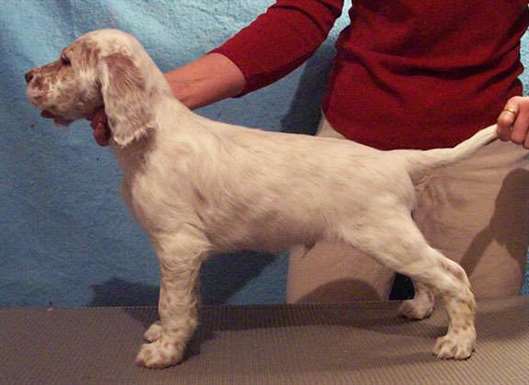 Click for large image