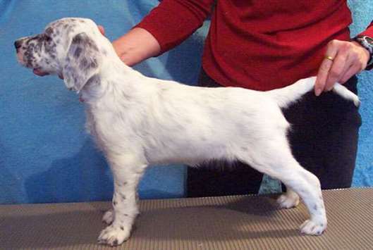 Click for large image