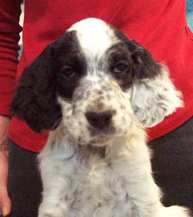 Click for large image