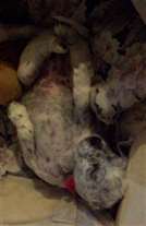 Click for large image