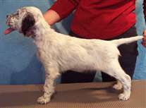 Click for large image