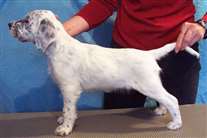 Click for large image