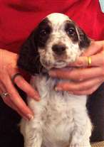 Click for large image