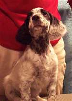 Click for large image