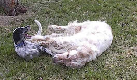 Click for large image