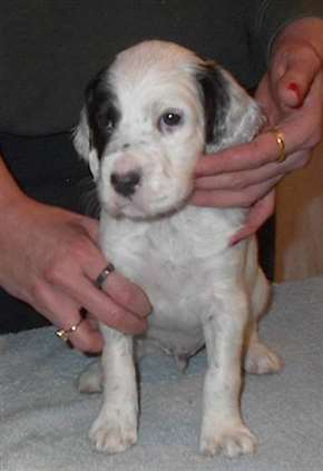 Click for large image