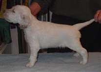 Click for large image