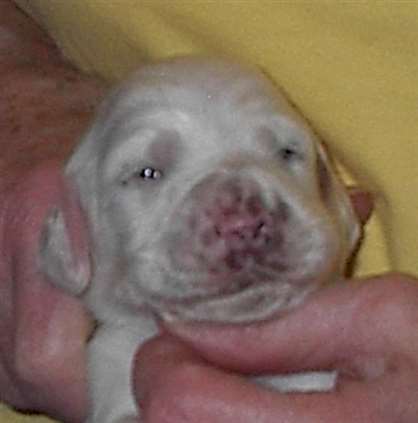 Click for large image