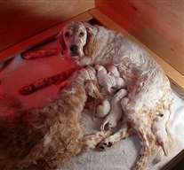 Click for large image