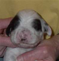 Click for large image