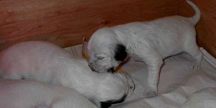 Click for large image